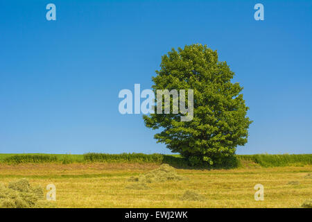 Tree on a meadow with blue sky. Stockfoto
