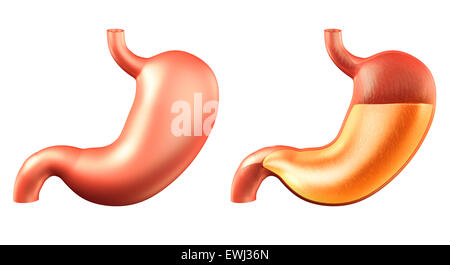 Menschlichen Magen, außen und innen voller Magensäure, medizinische 3D Illustration isoliert auf weißem Hintergrund Stockfoto