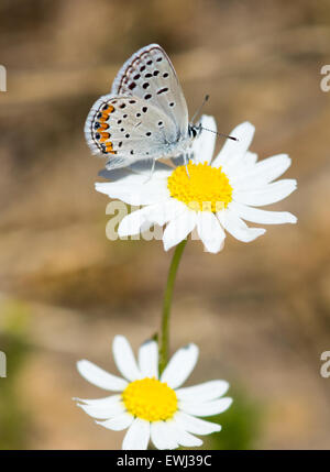 Kalifornien-Zipfelfalter (Satyrium Californica) Nectaring auf Daisy Blume. Stockfoto