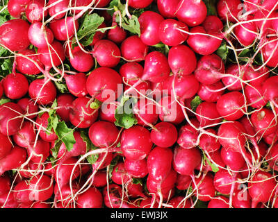 Roten Radieschen. Frische Produkte aus der heimischen Landwirtschaft auf dem Bauernmarkt. Stockfoto