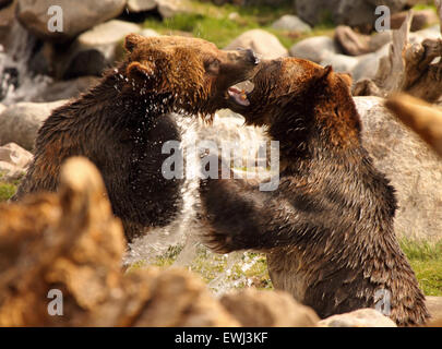 Ein paar Grizzly Bären in einer Schlacht von Zähnen und Klauen. Stockfoto