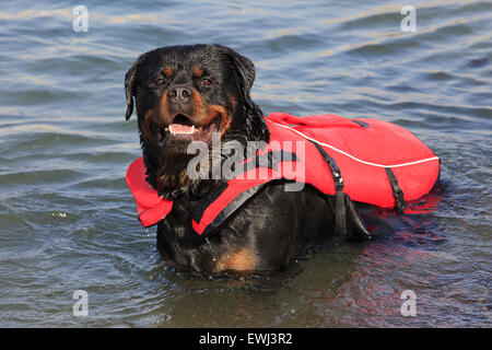 Der ehemalige Rottweiler Meister von Malta Baden Rinella Bay, Kalkara, Malta Stockfoto