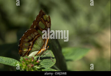 Malachit Schmetterling, Siproeta Stelenes, im Frühjahr auf eine weiße Blume Stockfoto