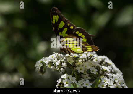 Malachit Schmetterling, Siproeta Stelenes im Frühjahr Stockfoto