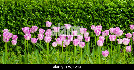 Ein Array von rosa oder lila Tulpen wachsen vor einer Hecke Stockfoto