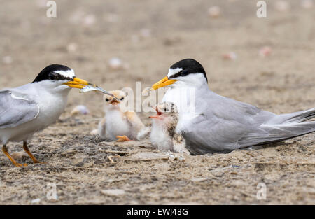 Familie von mindestens Seeschwalben (Sternula Antillarum) in der Nähe des Nestes: männlich brachte ein wenig Fisch für Küken, Galveston, Texas, USA. Stockfoto