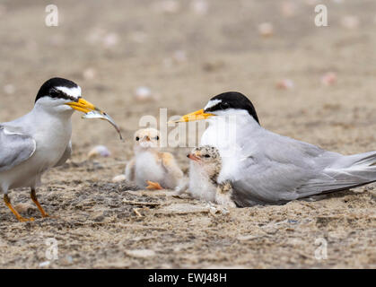 Familie von mindestens Seeschwalben (Sternula Antillarum) in der Nähe des Nestes: männlich brachte ein wenig Fisch für Küken, Galveston, Texas, USA. Stockfoto