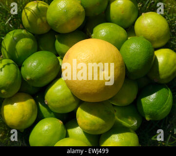 Gelbe Grapefruit und Grünen Limetten Stockfoto