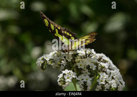 Malachit Schmetterling, Siproeta Stelenes im Frühjahr Stockfoto