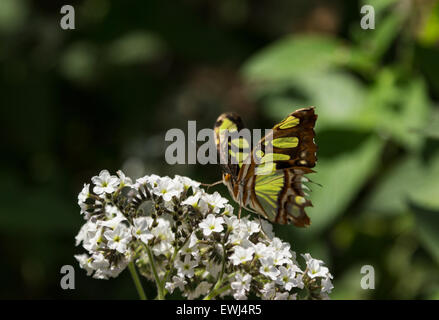 Malachit Schmetterling, Siproeta Stelenes im Frühjahr Stockfoto