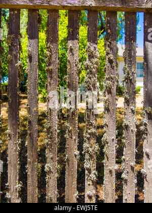 Flechten wachsen auf den vertikalen Lamellen aus einen alten Zaun. Stockfoto