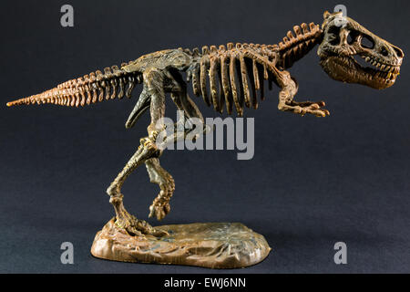 Dinosaurierskelett Tyrannosaurus T Rex Statuette auf schwarzem Hintergrund, t-Rex-Spielzeug Stockfoto