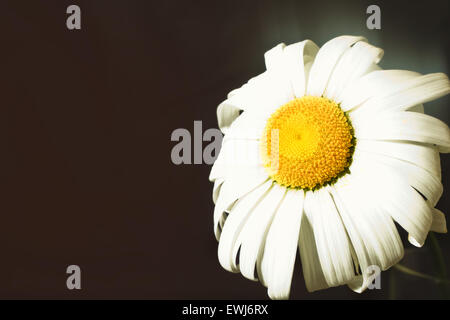 Fading Blume Kamille hautnah Stockfoto