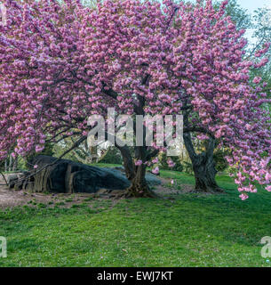 Prunus Serrulata oder japanische Kirsche; auch genannt Cherry Hill, orientalische Kirsche oder ostasiatische Kirsche Stockfoto