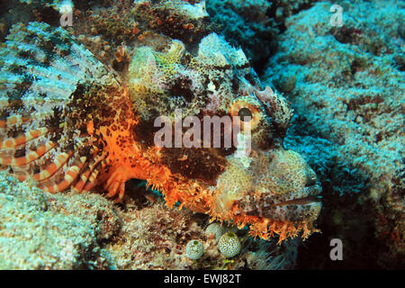 Nahaufnahme von einem bärtigen Drachenköpfe (Scorpaenopsis Barbata), Süd Ari Atoll, Malediven Stockfoto