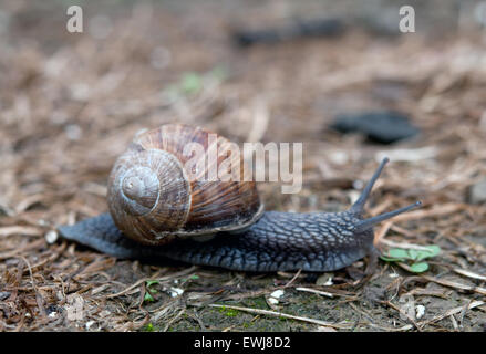 Schnecke kriecht über den Boden mit grünen Rasen Stockfoto