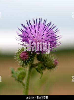 Makro-Ansicht einer Distel Blume Stockfoto