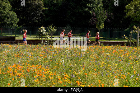 Brighton, UK. 27. Juni 2015. Am frühen Morgen Läufer genießen Sie den schönen Sommer, das Wetter durch die Preston Park Wildblumenwiesen in Brighton es ist das zweite Jahr eine Mischung aus Wildblumen durch den Stadtrat bietet Lebensraum und Nahrung für Bienen, Schmetterlinge und andere Insekten auf zwei alten Bowling Greens gesät haben Stockfoto