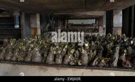 Anbau und Ernte der Chicorée Stockfoto