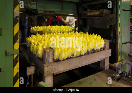 Anbau und Ernte der Chicorée Stockfoto