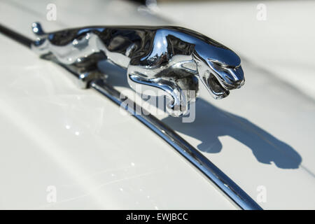 Jaguar-Statue auf einem Oldtimer aus dem Jahr 1960, Jaguar XK 150 Stockfoto