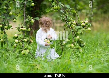 Lustige Babymädchen pflücken Äpfel in einem herbstlichen Garten trägt ein weißes Festtagskleid Stockfoto