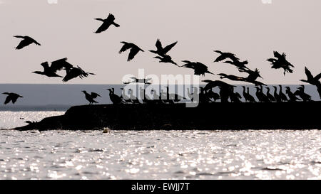 Silhouetten der Kormorane in Scharen in den frühen Morgenstunden Massenermittlung Stockfoto