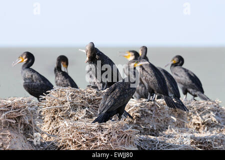 Gruppe der Kormorane sitzen am alten Nest an der kleinen Insel im See Stockfoto