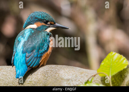 gemeinsamen Eisvogel Fluss Kelvin Stockfoto