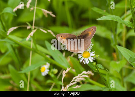 Männchen der Wiese Braun (Maniola Jurtina) Schmetterling sitzt auf einer Blume Kamille Stockfoto