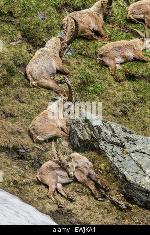 Steinböcke am Großglockner. Höhe: 2600m Stockfoto