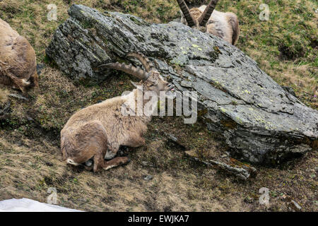 Steinböcke am Großglockner. Höhe: 2600m Stockfoto