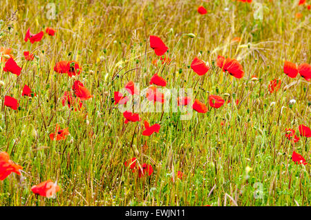 Ein Patch von roten Mohnblumen am Rande eines Feldes in der Nähe von Amberley in West Sussex. Stockfoto