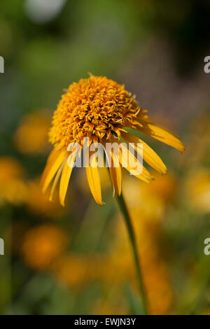 Gelber Sonnenhut (Echinacea Paradoxa) 'Geheimnis Glow' - USA Stockfoto