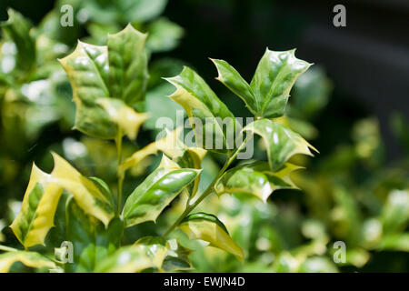 O Frühling chinesische Stechpalme Werk verlässt (Ilex Cornuta) Stockfoto