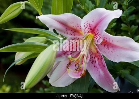 Mona Lisa Oriental Lilie Blume (Lilium) Stockfoto