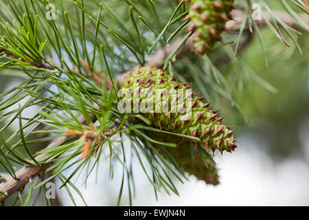 Virginia Kiefer Blätter und Zapfen (Pinus Virginiana) - Virginia USA Stockfoto