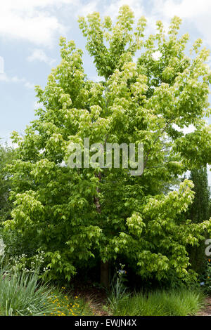 Kellys Gold Box Elder tree (Acer Negundo) - USA Stockfoto