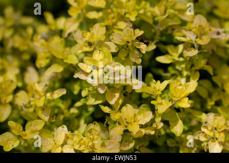 Aureum Oregano Pflanze (Origanum Vulgare) - USA Stockfoto