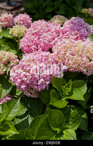 Rosa Hortensie blüht (Hydrangea Macrophylla) - USA Stockfoto