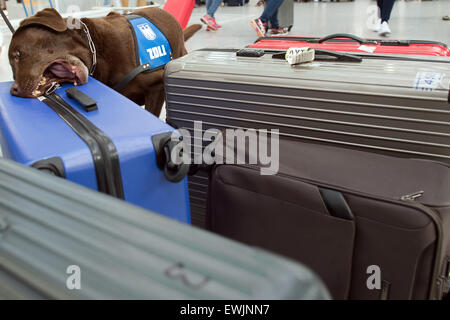 Dsseldorf, Deutschland. 25. Juni 2015. Hund, die Uno an Koffern in  Dsseldorf, Deutschland, 25. Juni 2015 schnffelt auf der Spur. Die Hunde  werden zur geschtzten Tier- und Pflanzenarten gespeichert im Gepck von