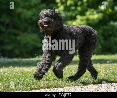 Bouvier Des Flandres Hund läuft Stockfoto