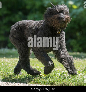 Bouvier Des Flandres Hund läuft Stockfoto