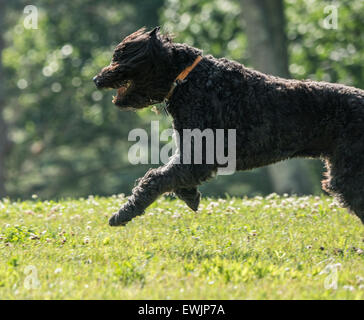 Bouvier Des Flandres Hund läuft Stockfoto