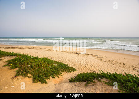 Schöner Strand an der Küste des Mittelmeers in Hammamet, Tunesien Stockfoto