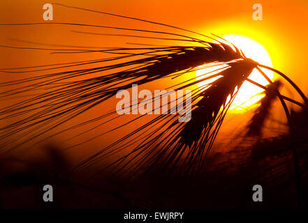 Datei - Datei Bild datiert 13. Juli 2013 zeigt Ohren der Wintergerste vor der untergehenden Sonne in Duisburg, Deutschland. Foto: Martin Gerten/dpa Stockfoto