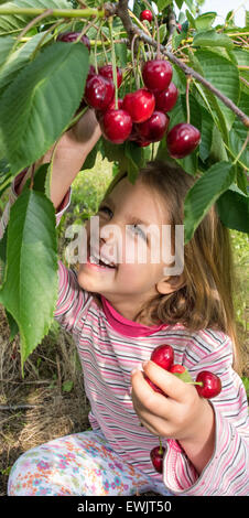 Five-Year-Old Mia nimmt Kordia Kirschen auf einer Plantage von Obsthof Wilms in Frankfurt/Oder, Deutschland, 26. Juni 2015. Das Unternehmen wächst, Heidelbeeren, Kirschen und Äpfel je nach Saison. Foto: Patrick Pleul/dpa Stockfoto