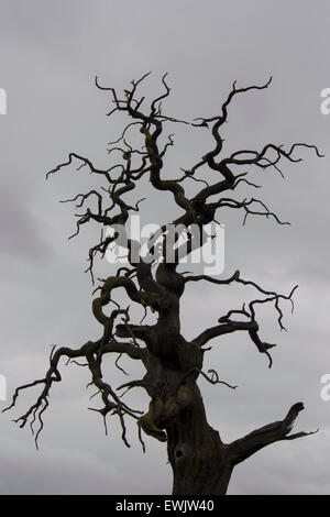 Uralte Edelkastanie Bäume (Castanea Sativa) in Croft Castle in Herefordshire, England. Stockfoto