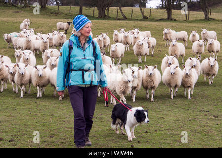 Eine Frau zu Fuß auf der Offa Deich Wanderweg mit einem Border Collie Hund durch ein Feld von Schafen in der Nähe von Newchurch, Wales. Stockfoto