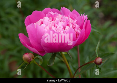 Knospen und Blumen Pfingstrose Nahaufnahme Stockfoto